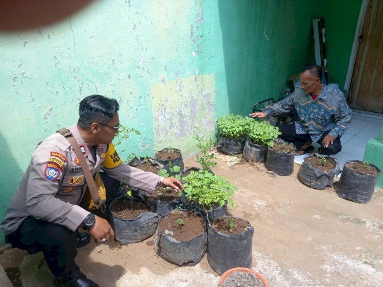 Polsek Krembung dan Pemdes Rawat Tanaman Cabai Demi Ketahanan Pangan di Sidoarjo